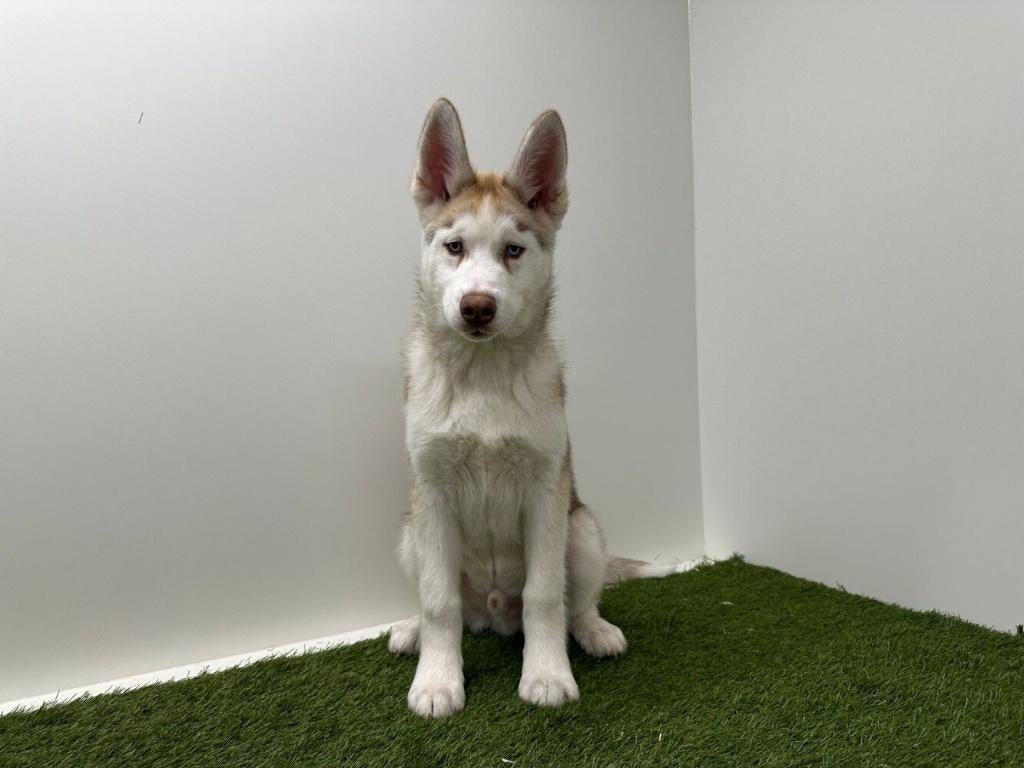 Siberische Husky puberpups, België, 15 weken tot 1 jaar, Reu, Poolhond