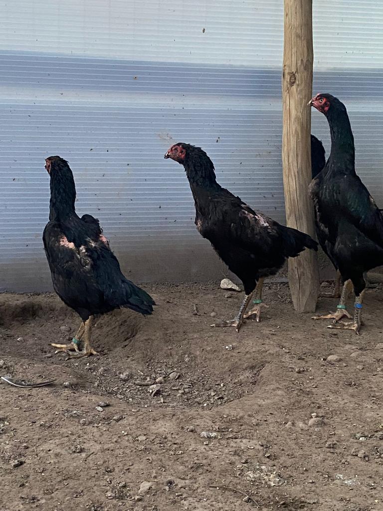 Shamo henne, Dieren en Toebehoren