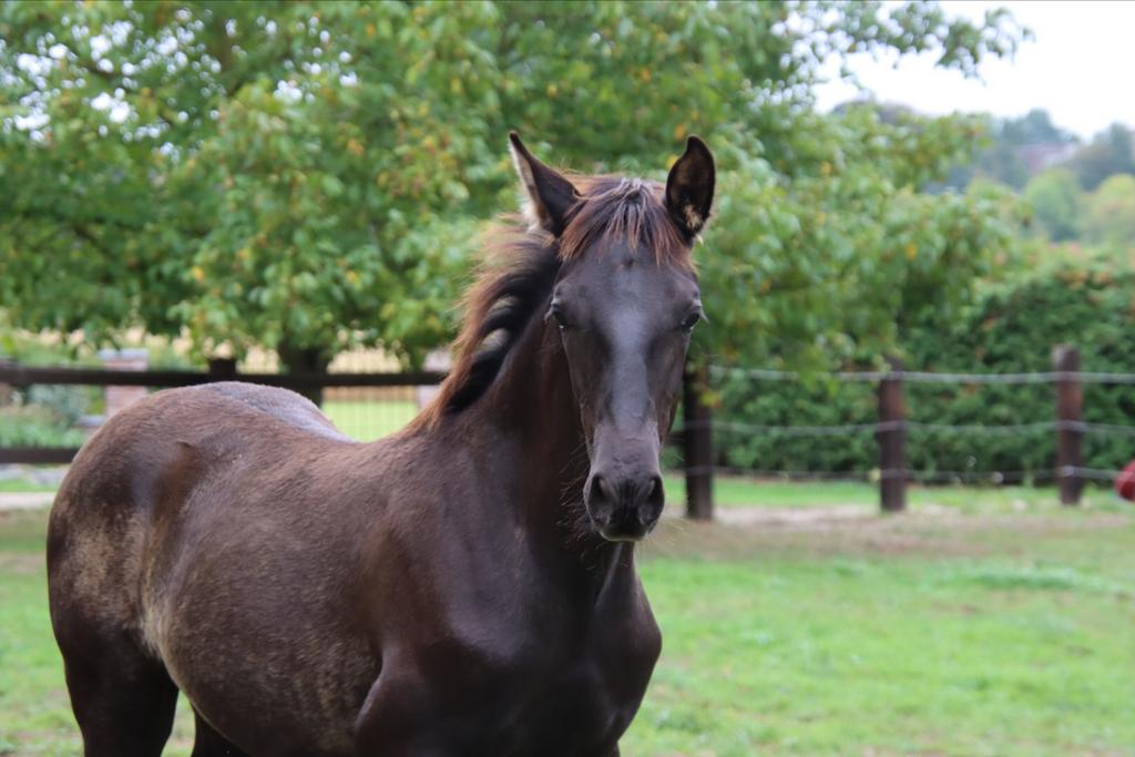 Zwart PRE hengstveulen, Dieren en Toebehoren, Paarden, Hengst, M