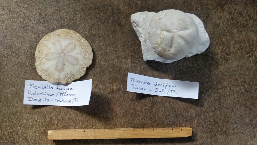 Collection de fossiles d'oursins (nom et lieu), Enlèvement ou Envoi, Fossile