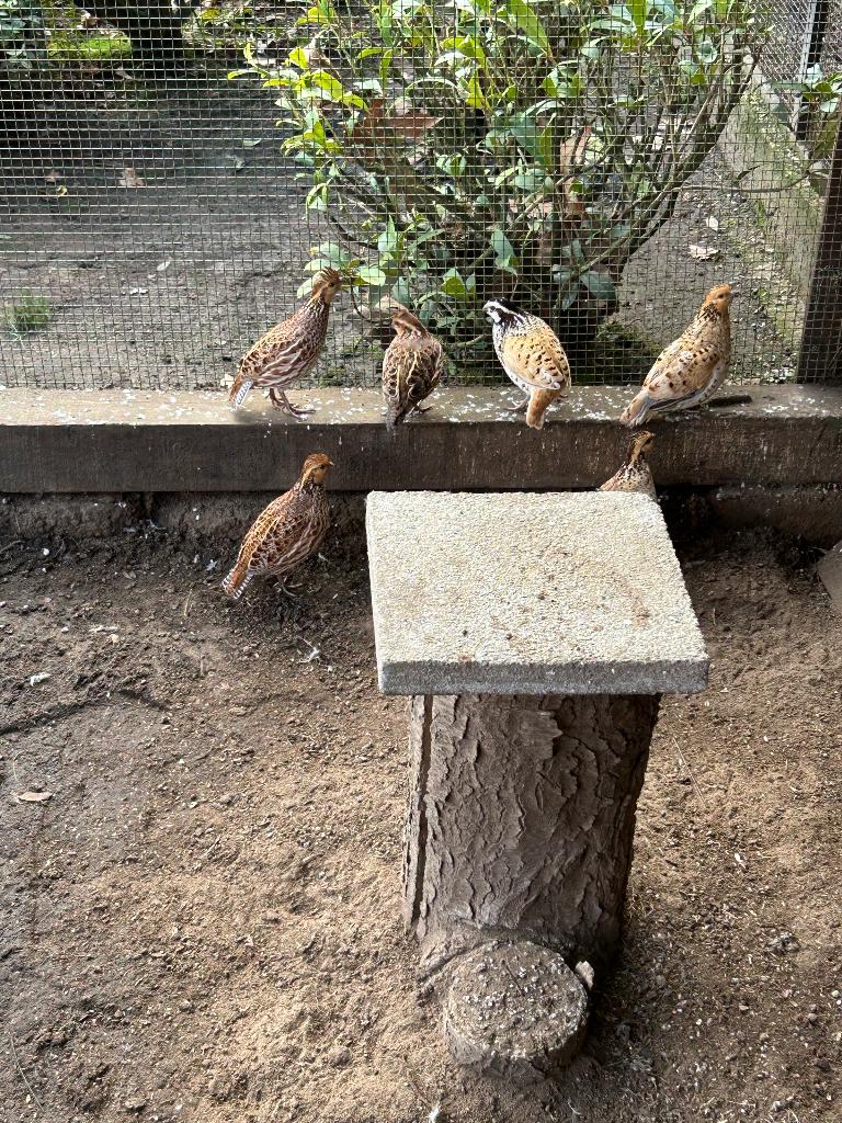 Kwartels, Plusieurs animaux, Autres espèces