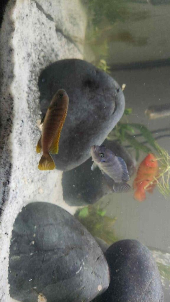 cichliden jongen, Ophalen