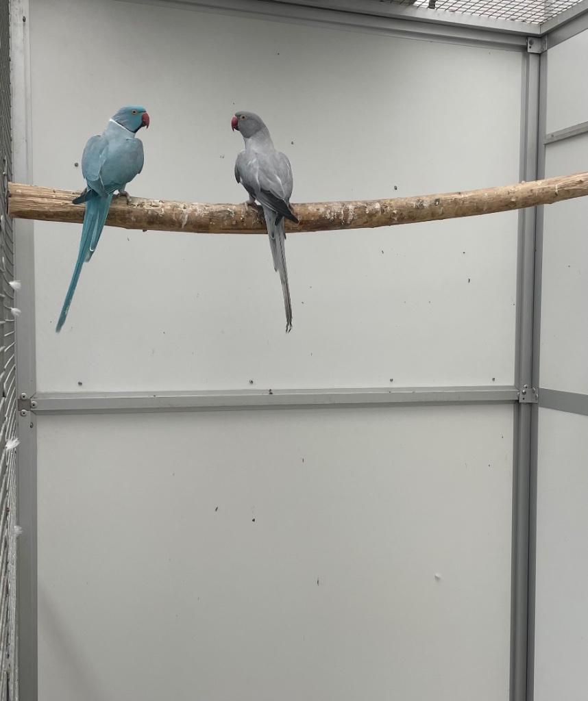 Opaline bont halsbandparkieten halsband parkiet kweekkoppel, Dieren en Toebehoren, Vogels | Parkieten en Papegaaien, Meerdere dieren
