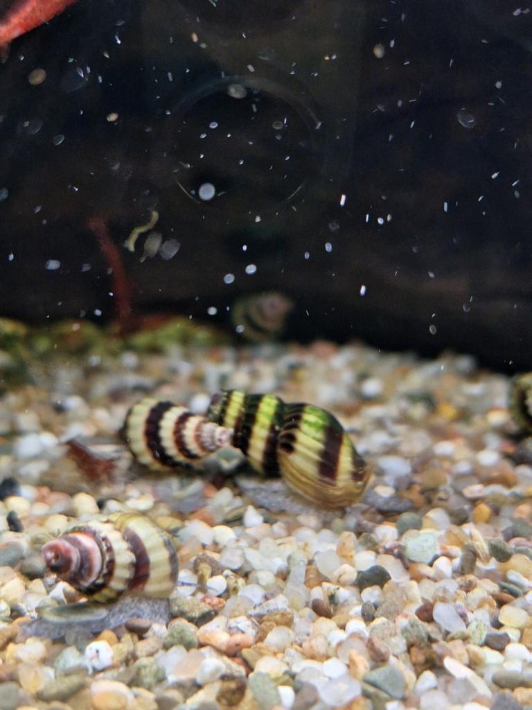 Tetra slakken te koop., Dieren en Toebehoren, Vissen | Aquariumvissen