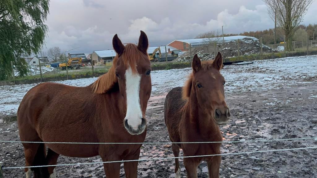 5j merrie + 5maand merrie veulen te koop, Dieren en Toebehoren, Pony's, Merrie, Zadelmak