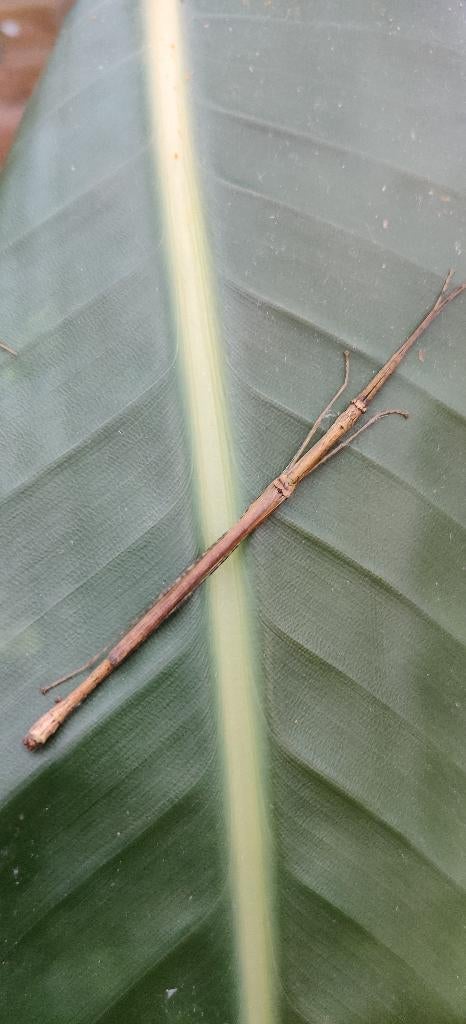 Wandelende takken - Asystata sp, Dieren en Toebehoren, Insecten en Spinnen, Wandelende tak