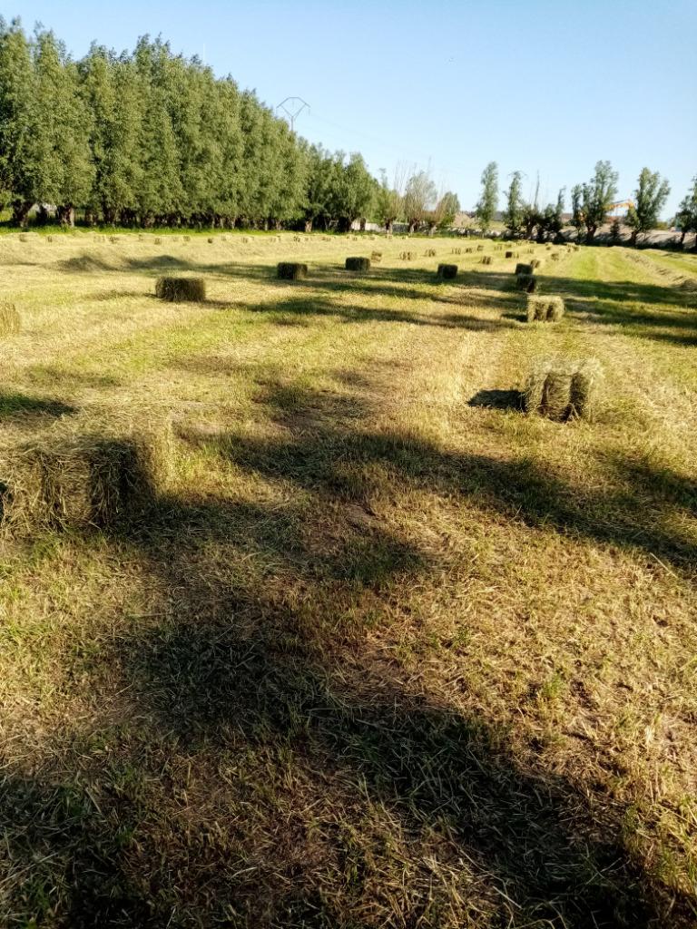 Kleine botten hooi 1ste snede 2025 in Buggenhout, Enlèvement ou Envoi, Autres espèces
