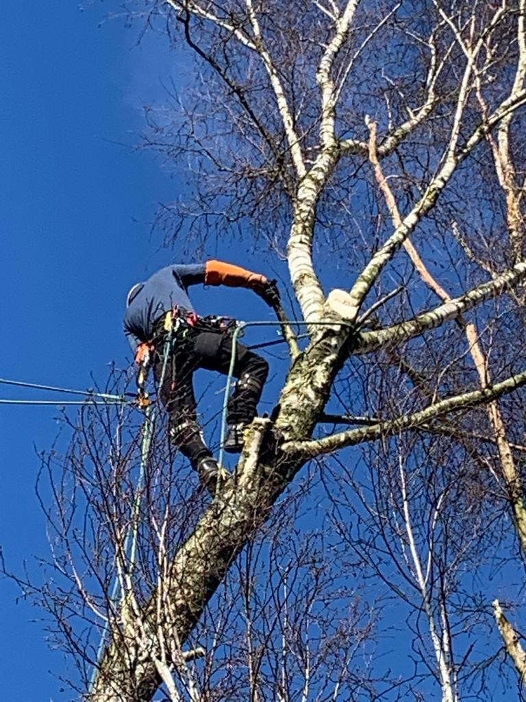 Bûcheron, Entretien de jardins ou Taille