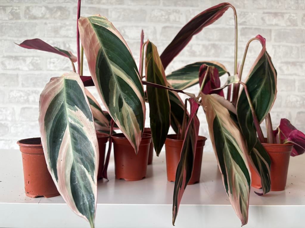De Calathea Triostar - Pauwplant - kampeerplantstek -