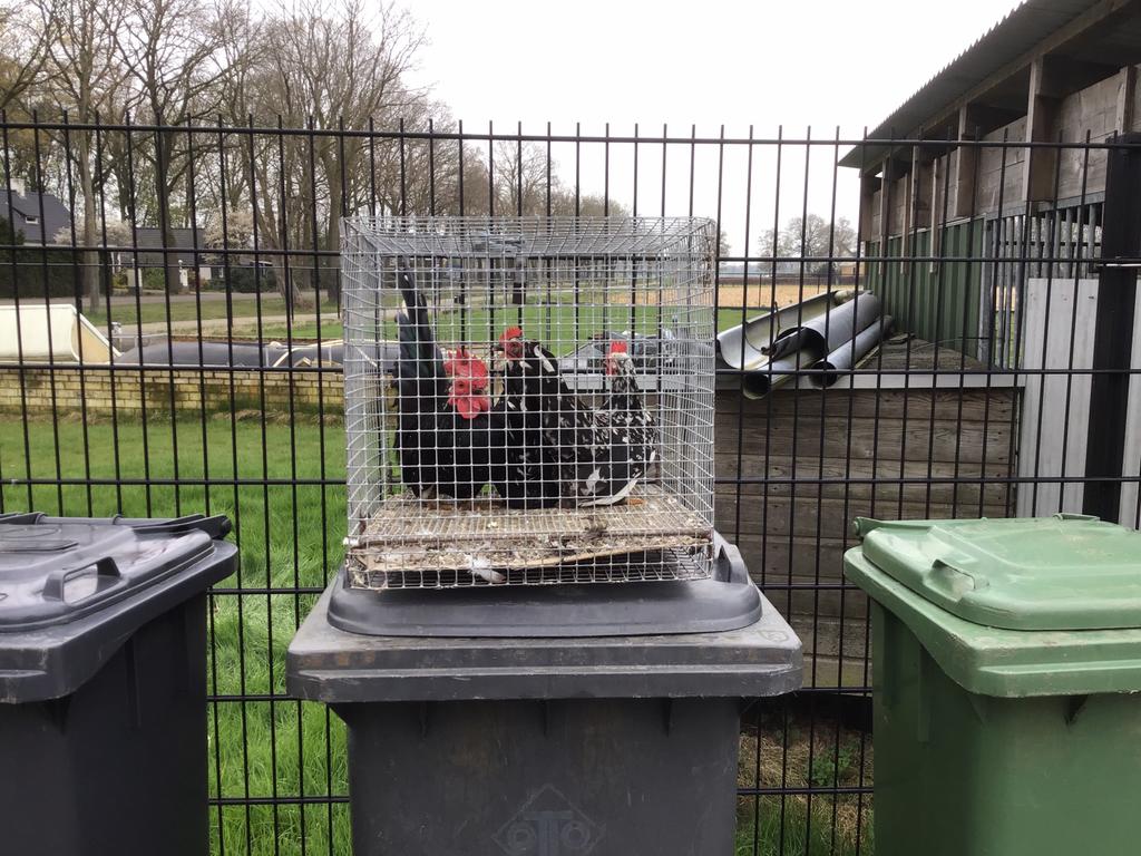 Chabo krielen, Dieren en Toebehoren, Pluimvee