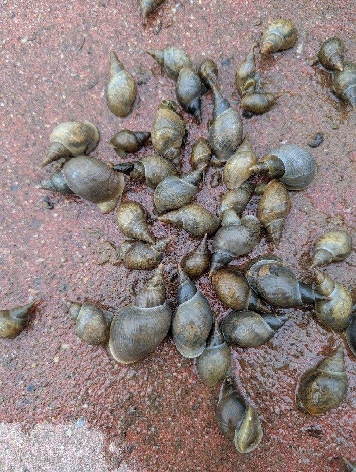 Startset vijverleven tegen algen, Waterslakken, poelslakken., Tuin en Terras, Vijvers, Ophalen, Nieuw