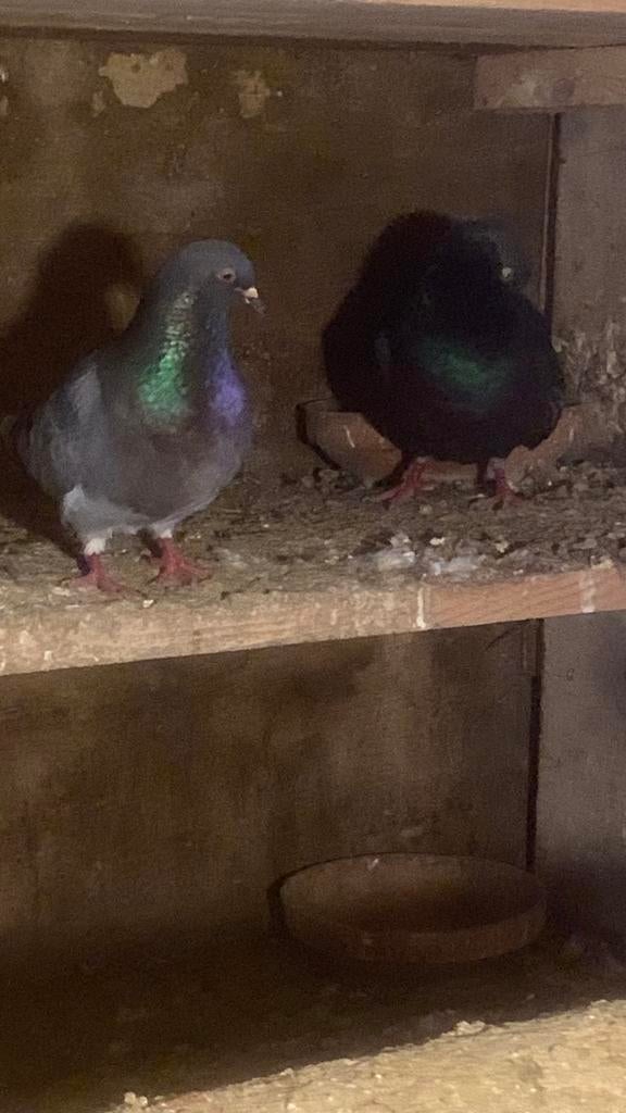 Kweek koppel, Plusieurs animaux, Autres espèces