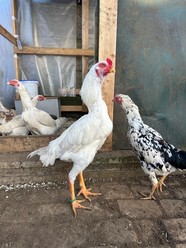 Shamo, Dieren en Toebehoren, Pluimvee