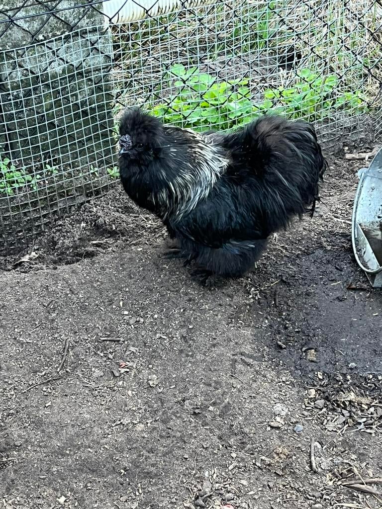 Zijdehoender haan zwart, Dieren en Toebehoren