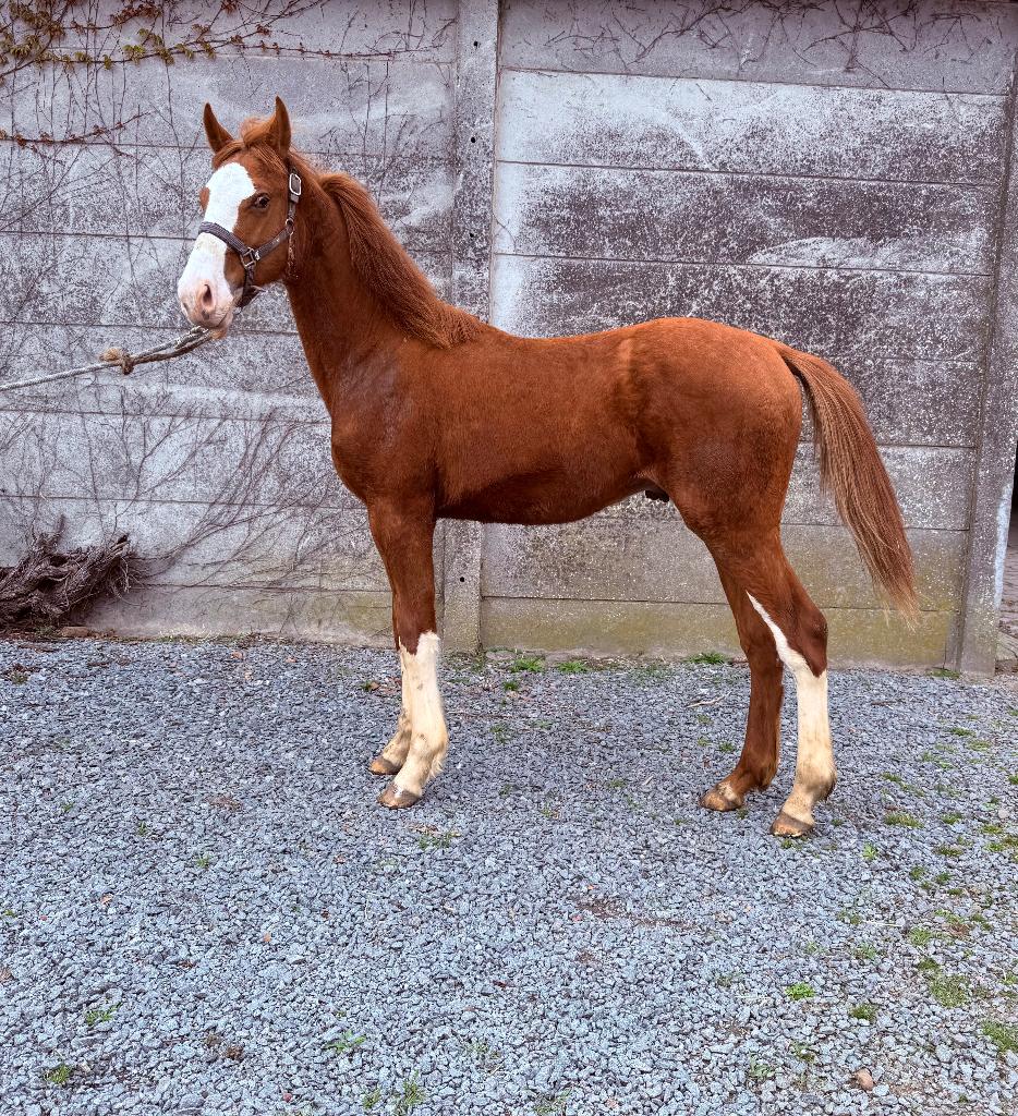 Jaarling hengst, Dieren en Toebehoren, Paarden, Hengst, Met stamboom, 0 tot 2 jaar