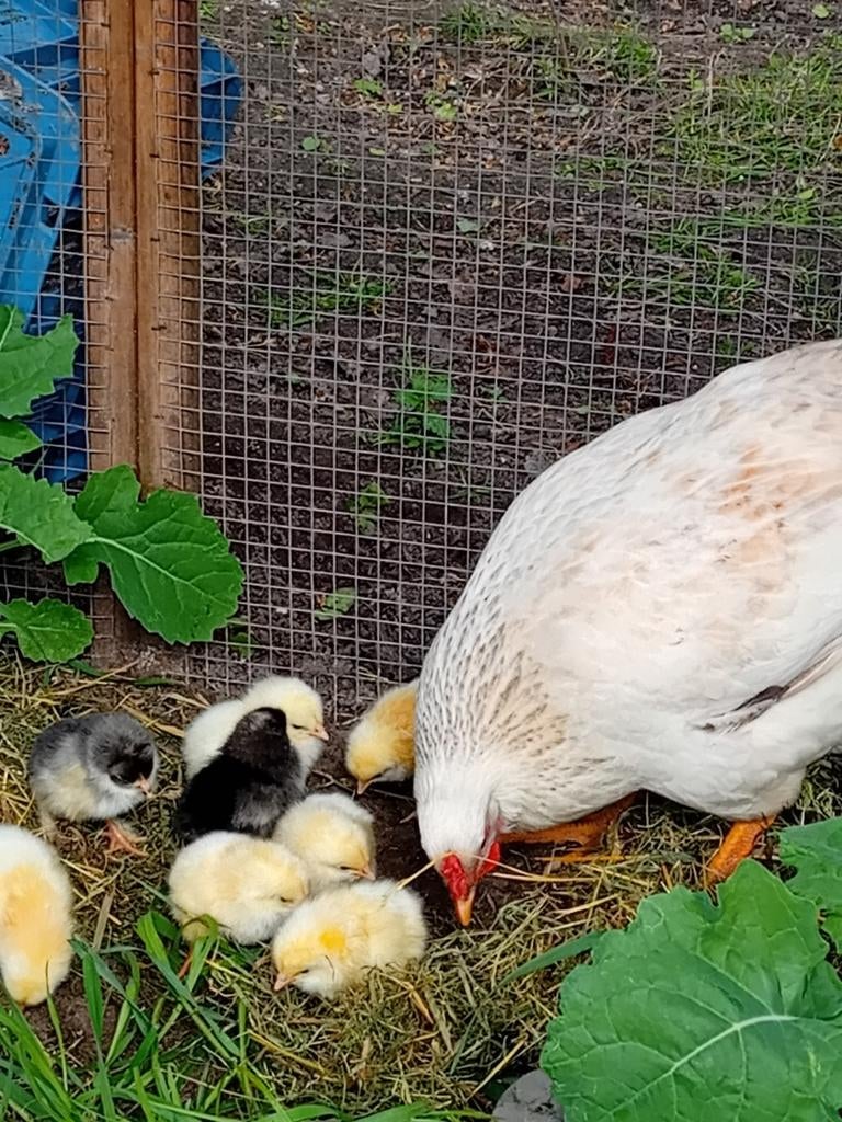 Moeder en kuikens, Dieren en Toebehoren