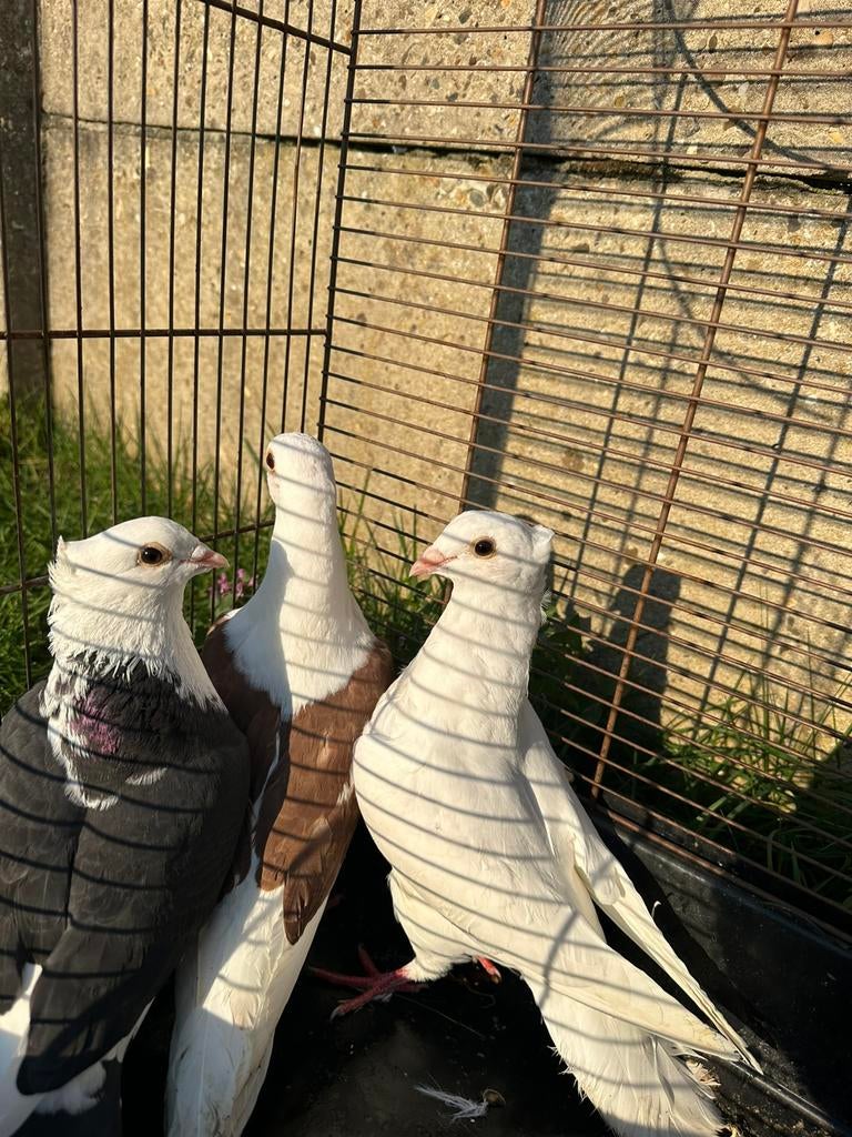 Pigeons d'ornement, Animaux & Accessoires, Oiseaux | Pigeons, Plusieurs animaux, Autres espèces