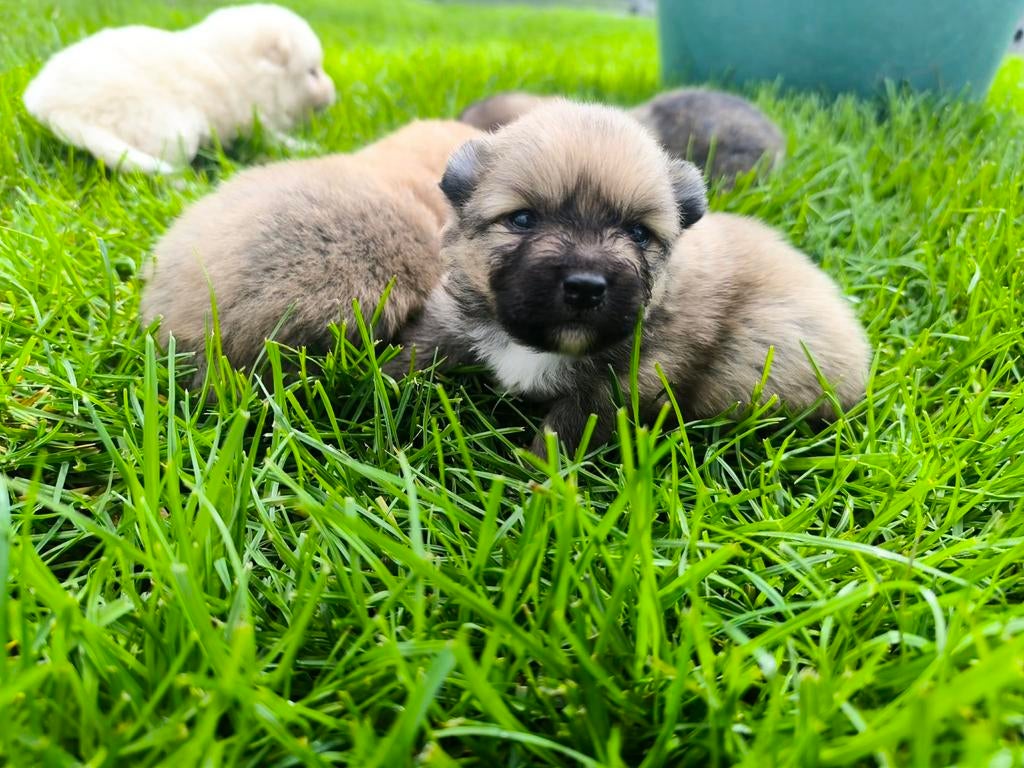 Chiens de Poméranie, Loulou, Plusieurs, Hépatite contagieuse (maladie de Rubarth), Belgique