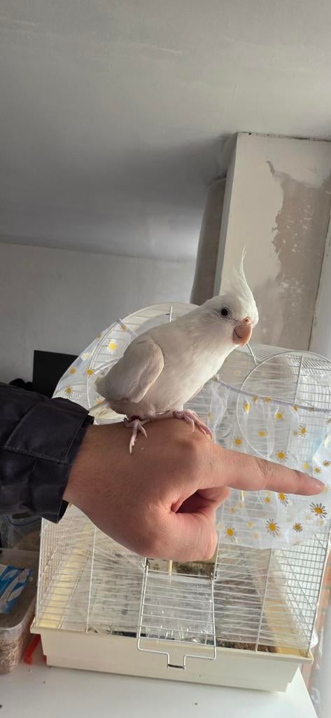 Calopsitte à vendre, Femelle