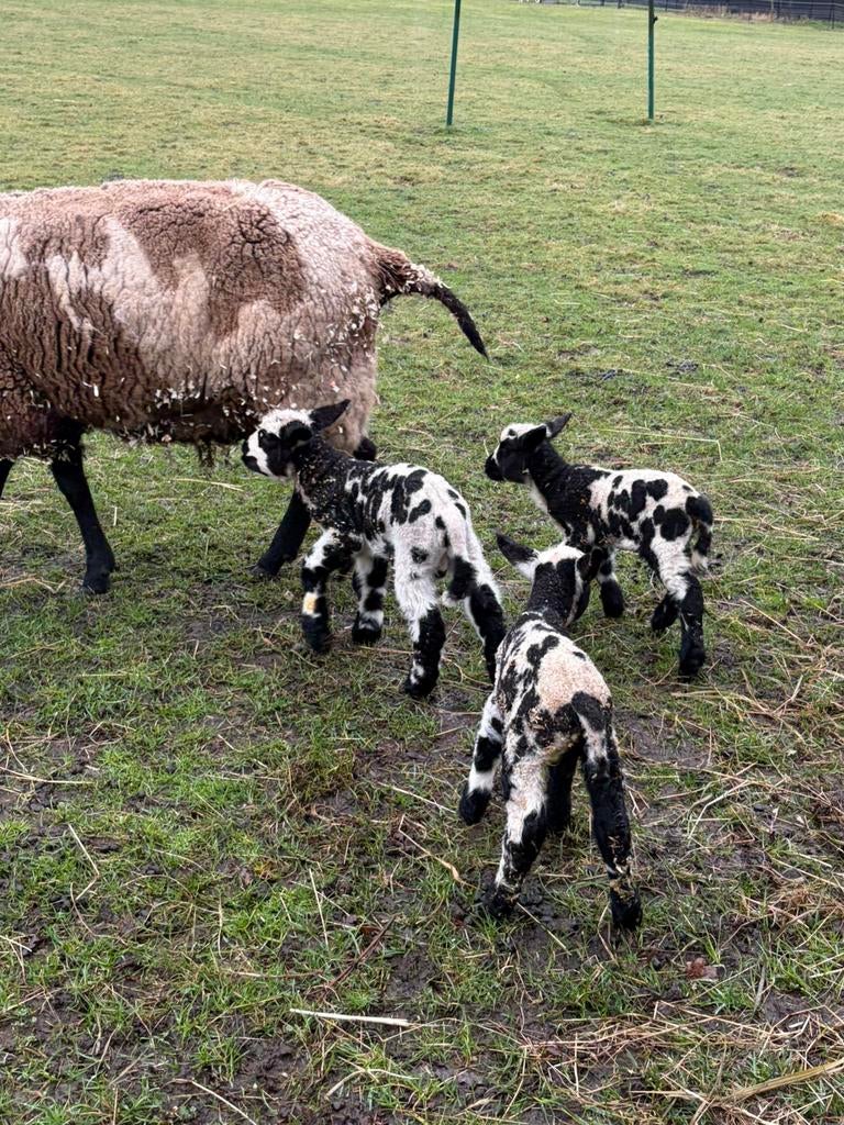 (Bagger) Bonte schapen lammeren en moederooien, Dieren en Toebehoren, Meerdere dieren, Schaap, 0 tot 2 jaar
