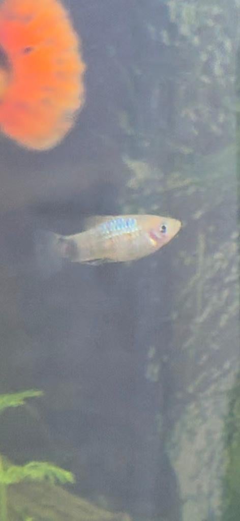 Mannelijke plattys, Dieren en Toebehoren, Vis, Zoetwatervis