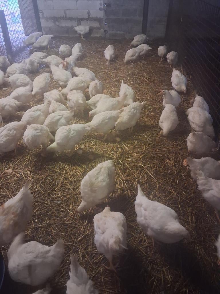 Vetkippen te koop, Dieren en Toebehoren, Kip