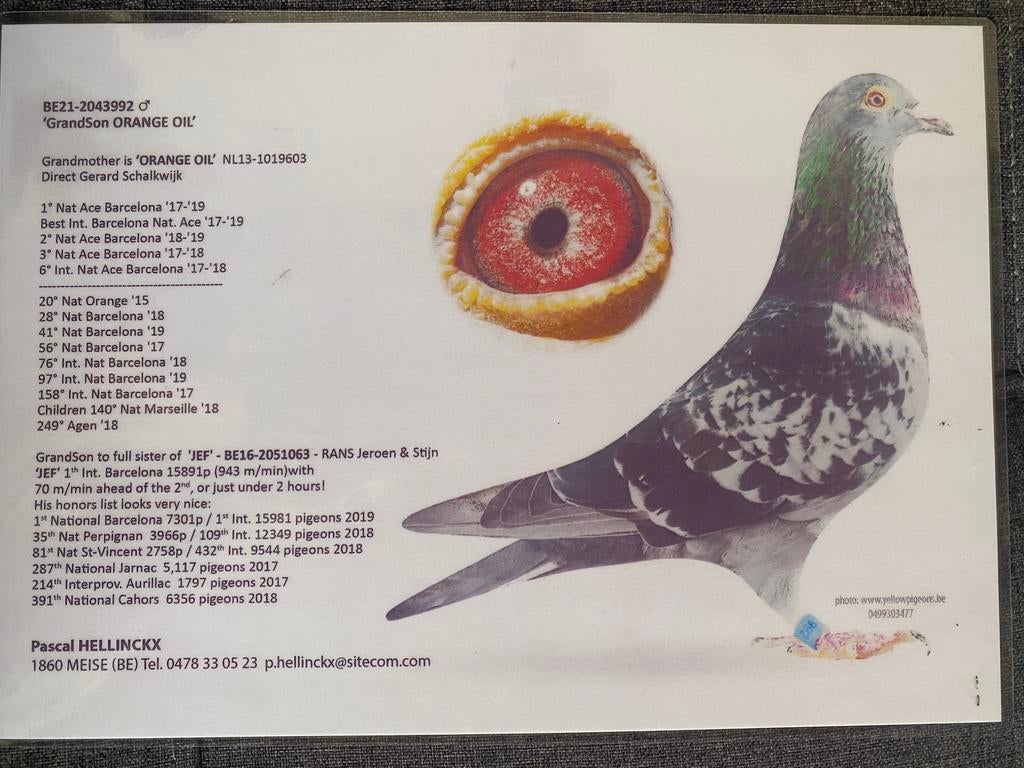 Doffer 2021 kleinzoon “Orange oil”, Dieren en Toebehoren, Vogels | Duiven, Mannelijk, Postduif