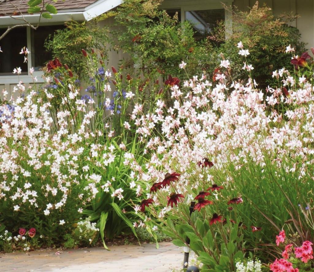 Gaura lindheimerii, Tuin en Terras, Planten | Tuinplanten, Vaste plant, Volle zon, Zomer, Ophalen