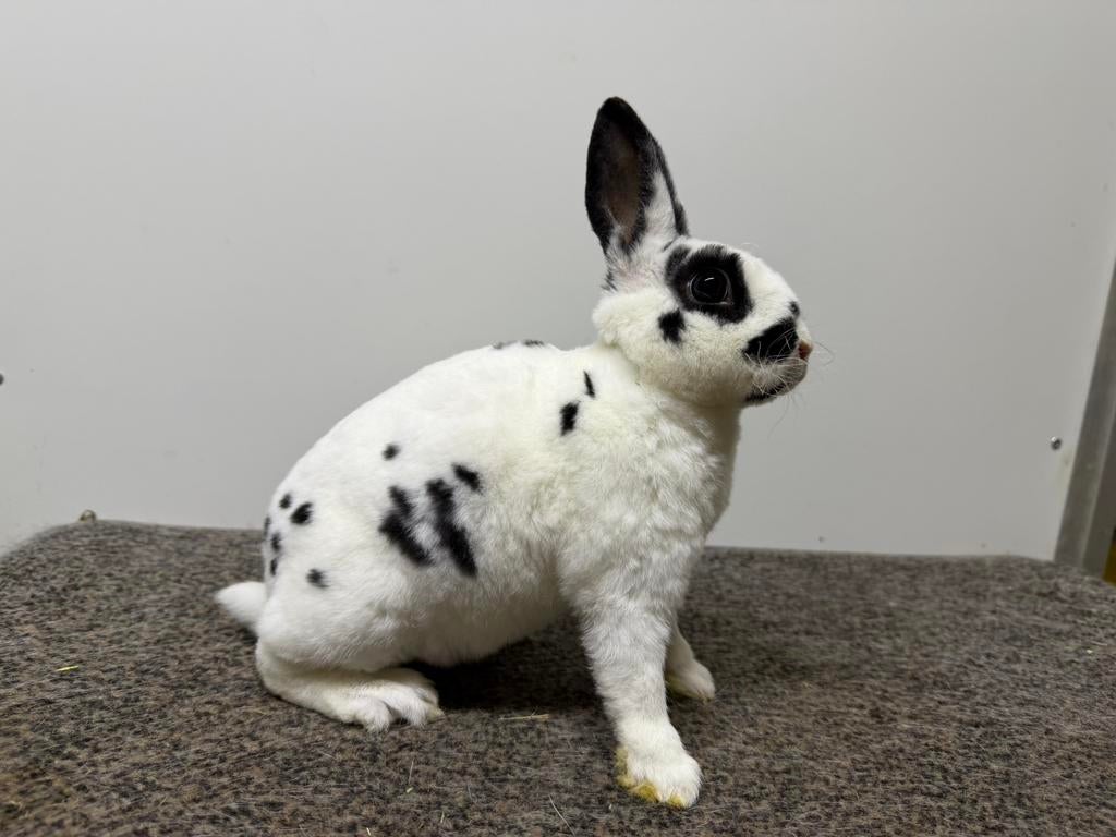Rexdwerg Dalmatiner voedstertje, Dieren en Toebehoren, Konijnen