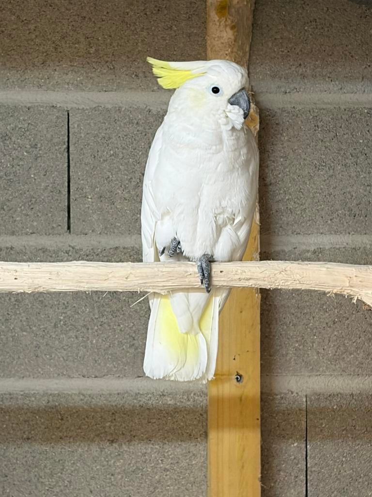 Cacatoès, Animaux & Accessoires, Oiseaux | Perruches & Perroquets, Mâle, Perroquet, Bagué