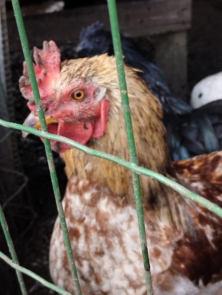 TE KOOP - HAAN BRUIN, Mâle, Poule ou poulet