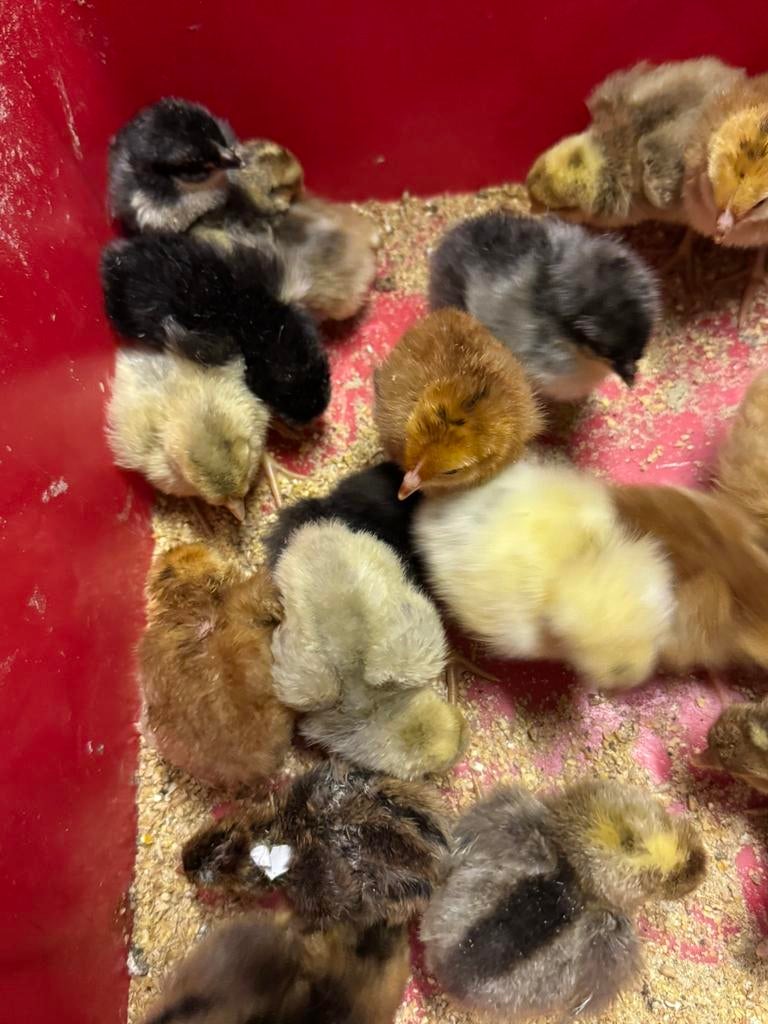 Kuikentjes, Dieren en Toebehoren