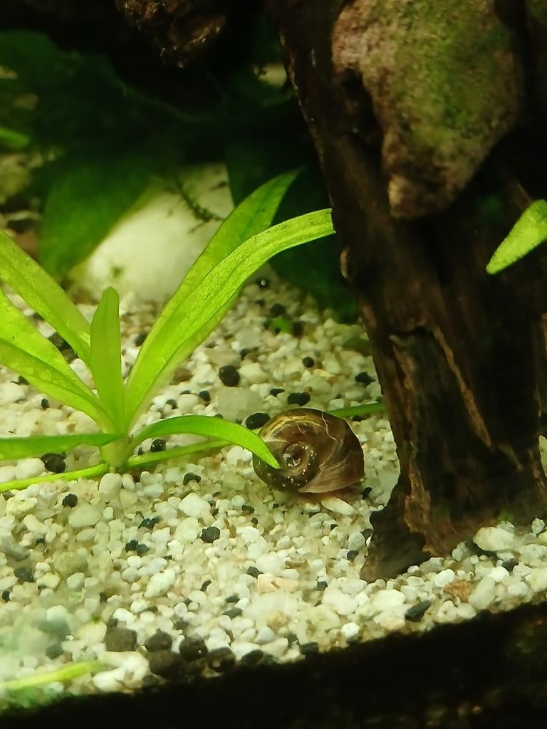 Escargot, Animaux & Accessoires, Poissons | Poissons d'aquarium