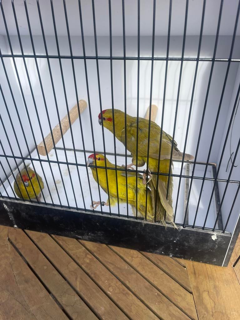 Verschillende soorten Kakariki, Animaux & Accessoires, Plusieurs animaux, Perruche, Bagué