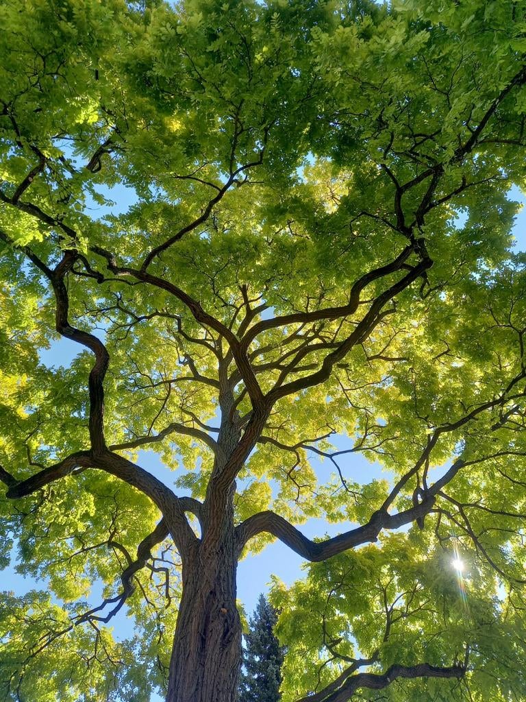 Entretien et Création d'espace vert