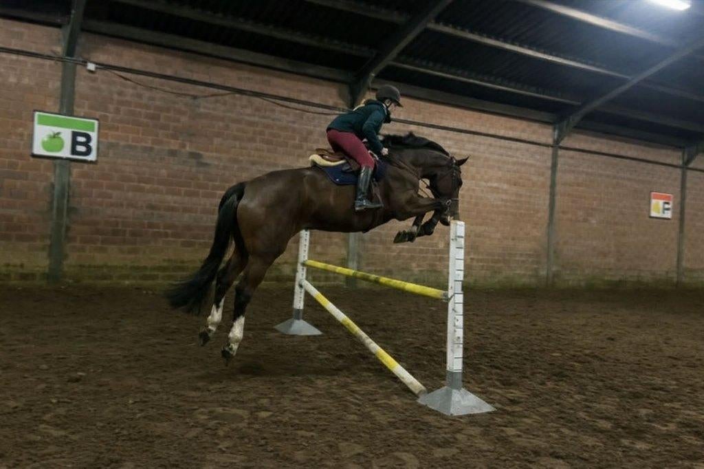 Trainen (jonge) paarden, wedstrijden, zadelmak maken!, Pâturage, 4 chevaux ou poneys ou plus