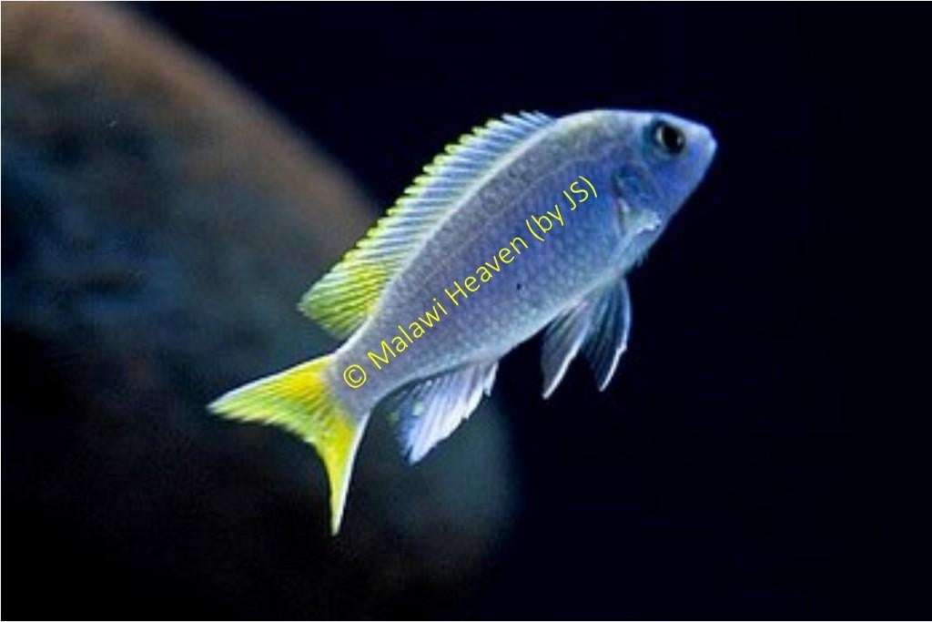 Pseudotropheus Acei malawi cichliden (Mbuna), Dieren en Toebehoren, Vis, Zoetwatervis, Schoolvis