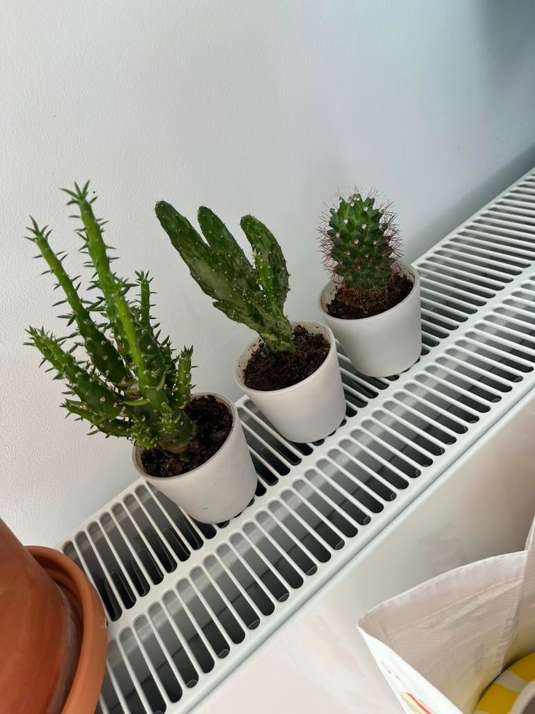 Lot 3 cactus, Enlèvement, Cactus