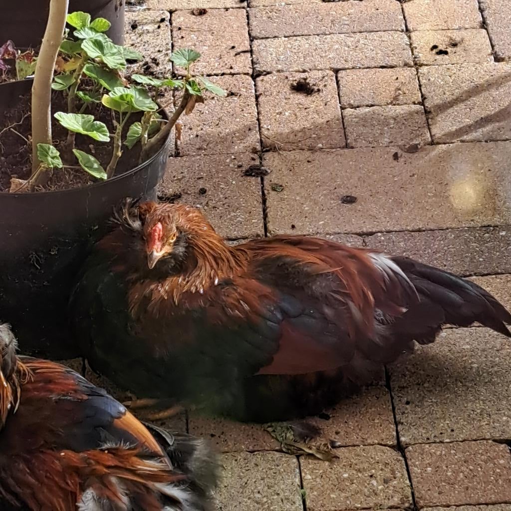 Araucana haan, Mâle, Poule ou poulet