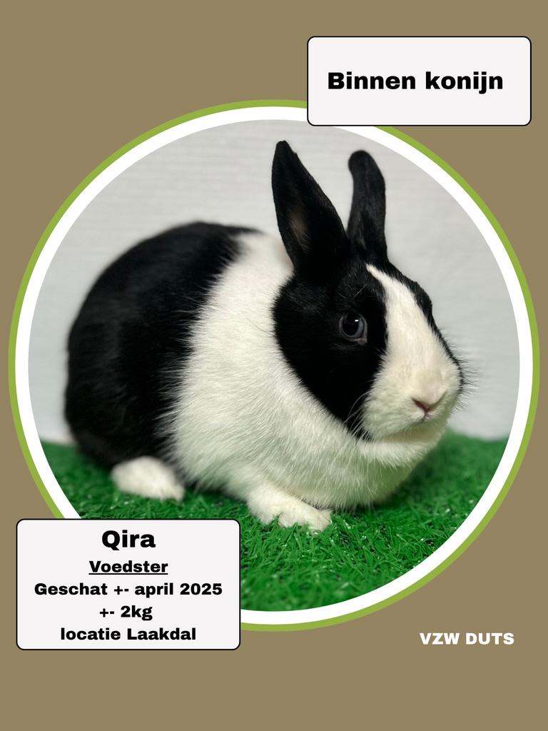 Voedster voor binnen ter adoptie vzw duts, Dieren en Toebehoren, Konijnen