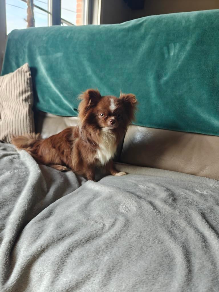 Chihuahua dekreu ( kleintje ) beschikbaar voor dekking, Parvo, België, Fokker | Hobbymatig, Reu