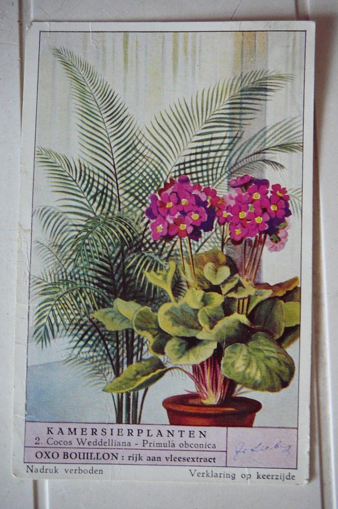Liebig OXO stock maison plantes ornementales 1 photo : 2 . n, Collections, Enlèvement ou Envoi, Utilisé, Nature, Gravure