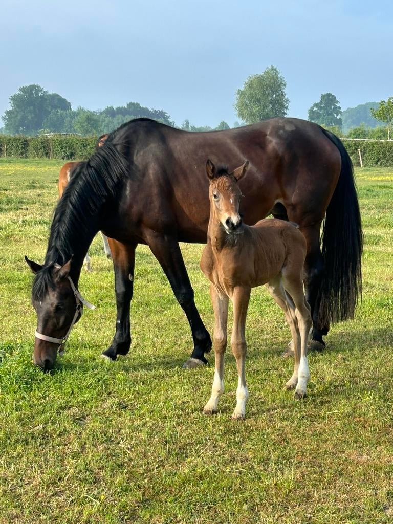 Merrie, Merrie, Met stamboom, 7 tot 10 jaar, 160 tot 165 cm