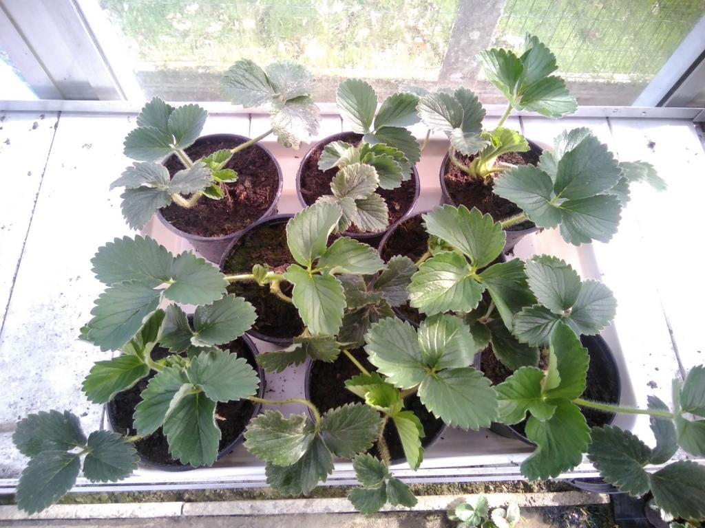 Aardbeiplanten El santa, Tuin en Terras, Planten | Tuinplanten, Ophalen