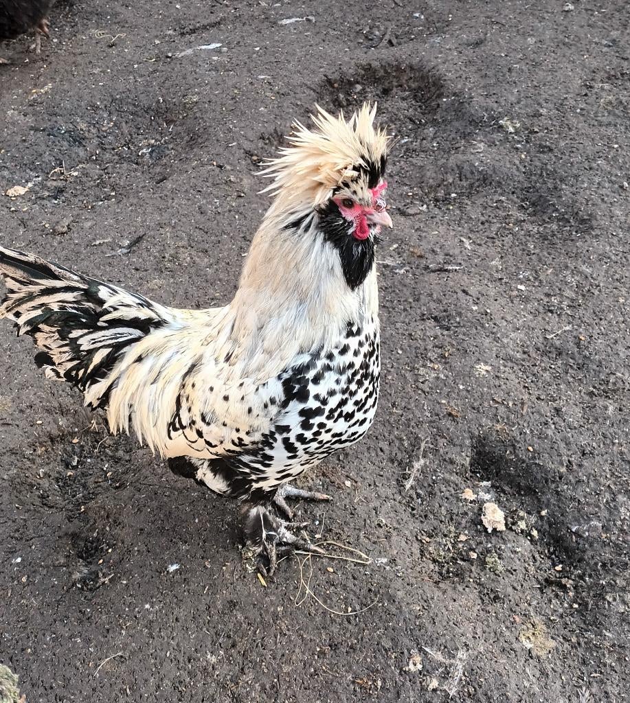 Pavlov hanen, Dieren en Toebehoren, Pluimvee, Mannelijk, Kip