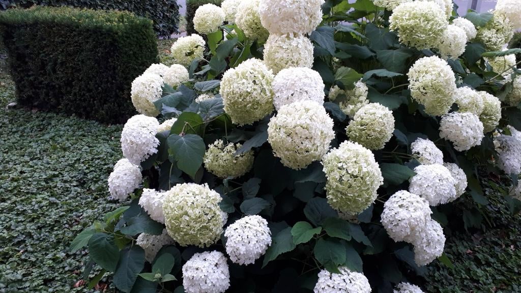 Hortensia annabelle plant in pot, Tuin en Terras, Planten | Tuinplanten, Ophalen, Lente