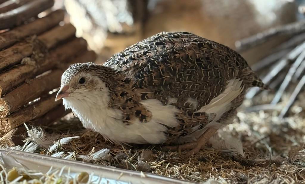 Japanse kwartel Celadon haantje tuxedo, Mâle, Autres espèces