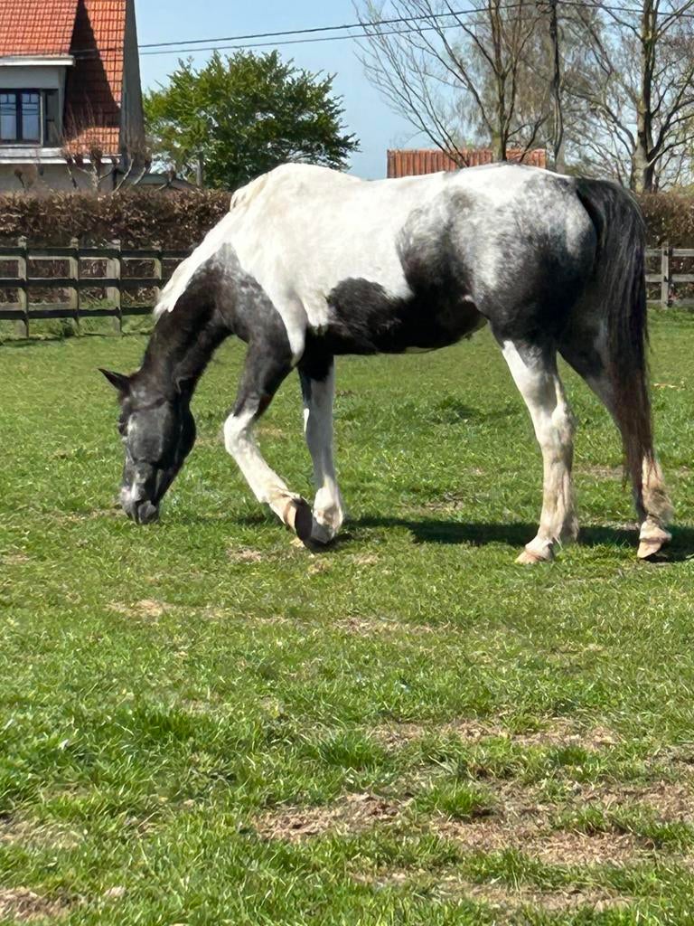 Recreatie fokmerrie gezelschap, Dieren en Toebehoren, Pony's, Z, Dressuurpony, 11 jaar of ouder, D pony (1.37m tot 1.48m)