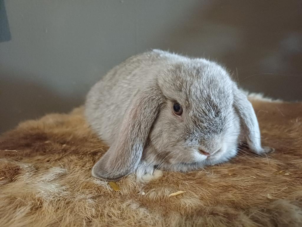 Nhd grannen voedster, Dieren en Toebehoren, Konijnen, Vrouwelijk, Dwerg, Hangoor, 0 tot 2 jaar