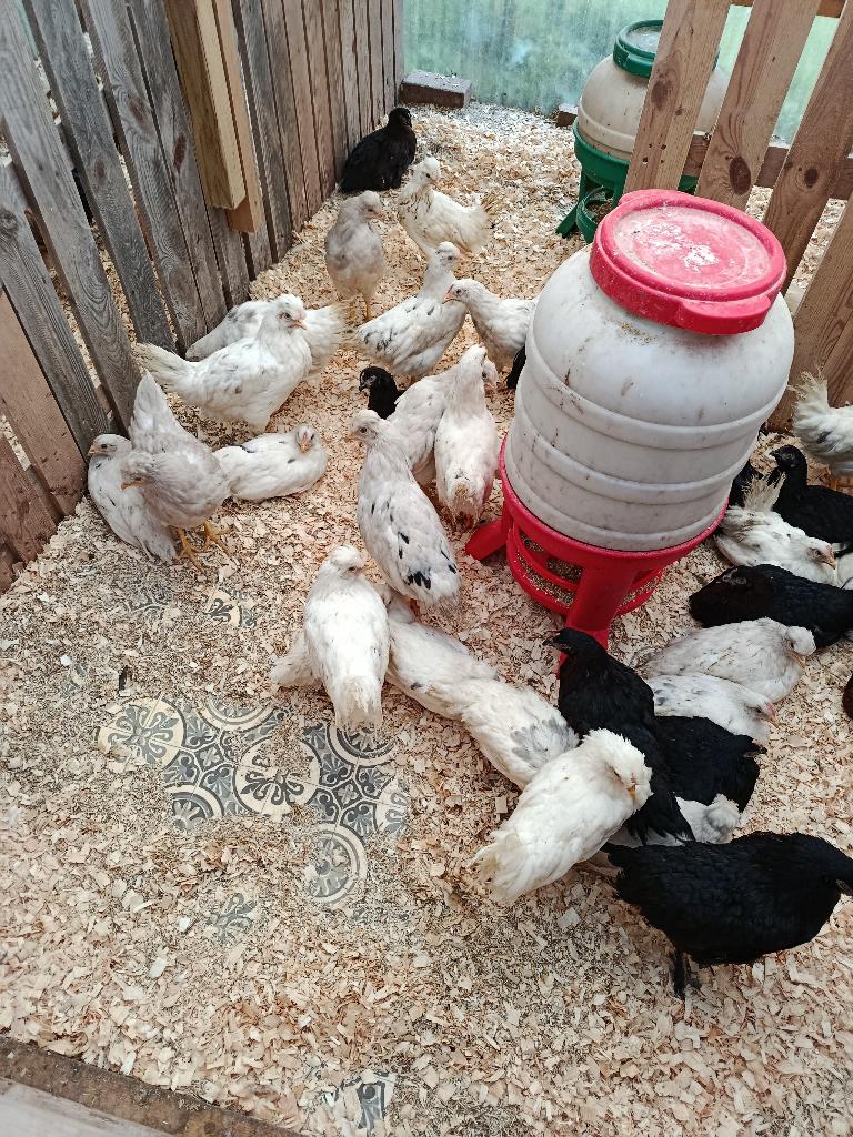 kleurleggers marans & legbar 4 maand 0499/082381, Dieren en Toebehoren, Vrouwelijk, Kip